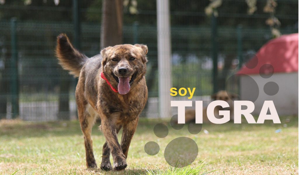 Tigra
