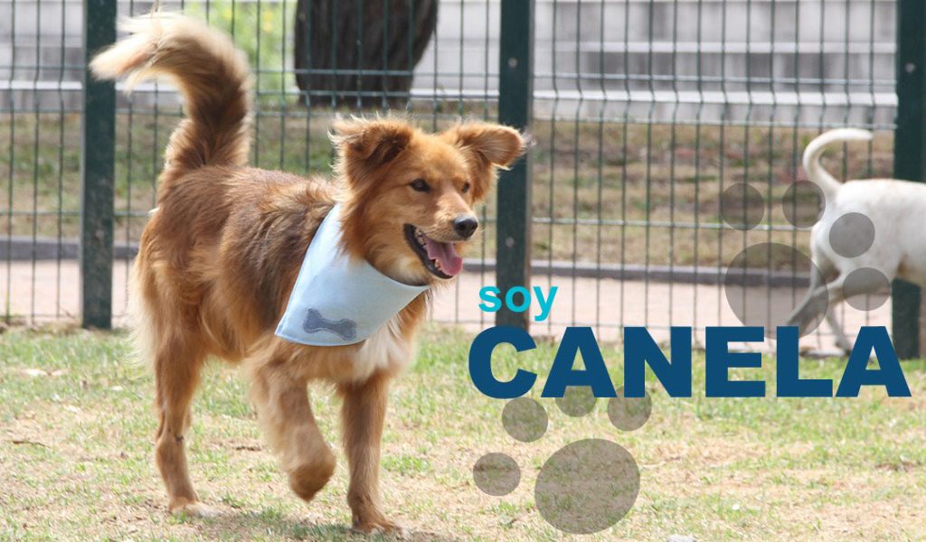 Canela