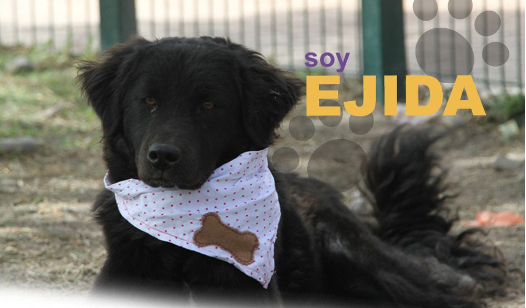 Ejida