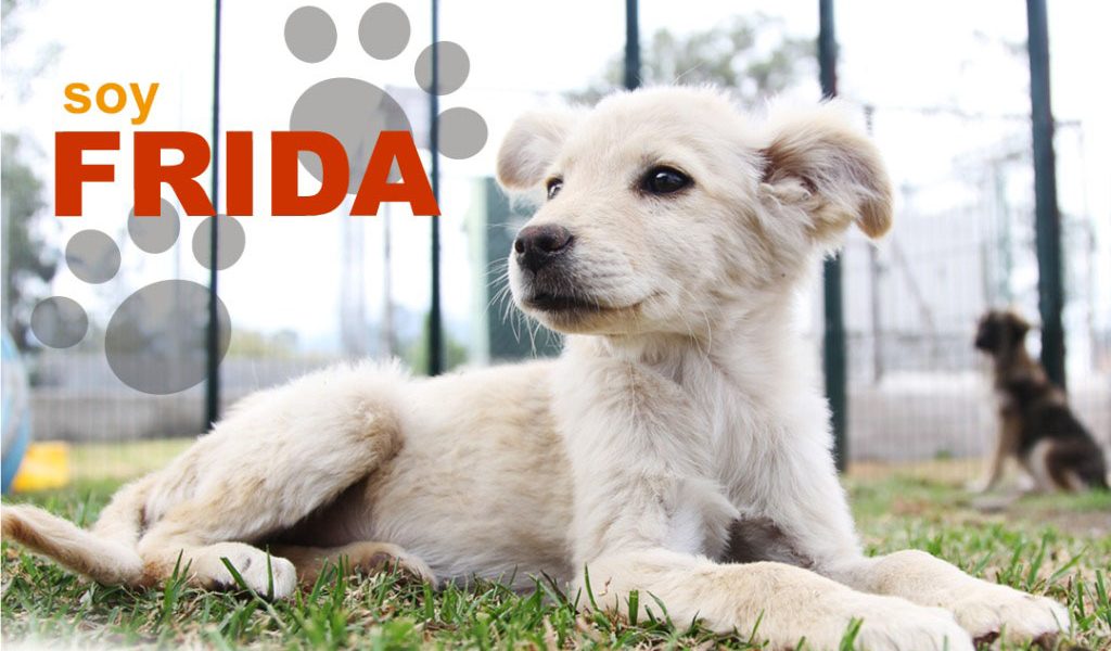 Frida