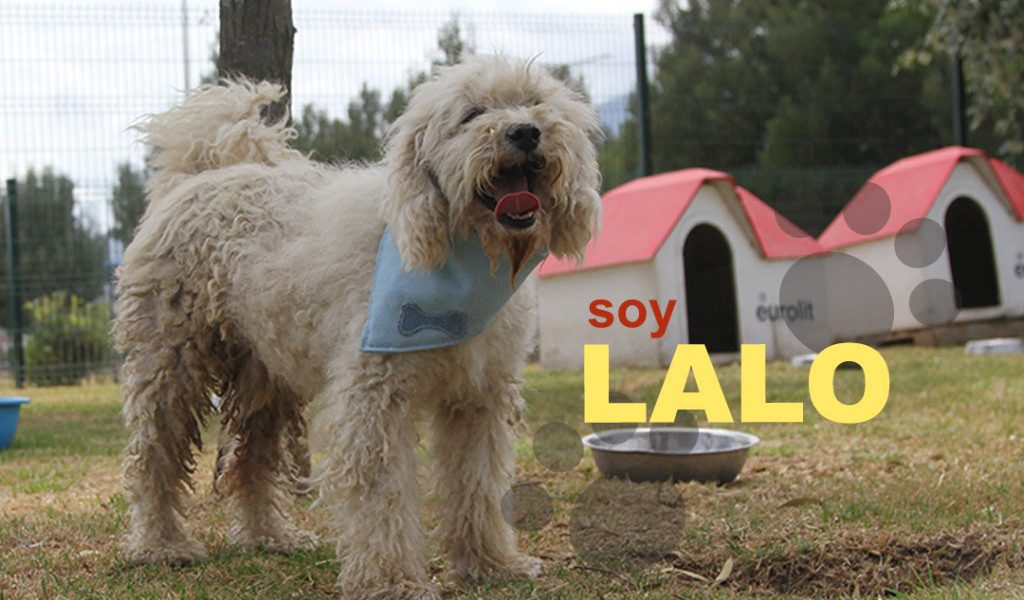 Lalo