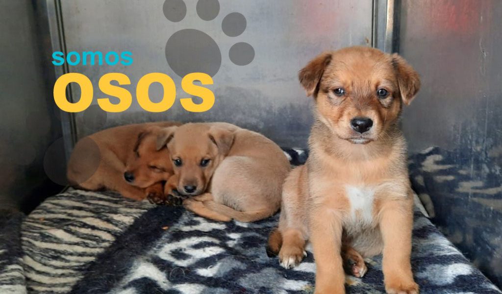 Osos
