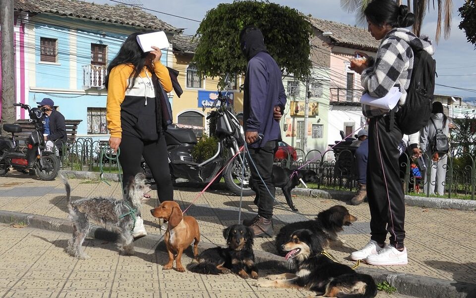 Alrededor de 4000 mascotas son esterilizadas por el Municipio de Ibarra