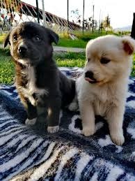 Esta Navidad regala hogar, adopta un amor”